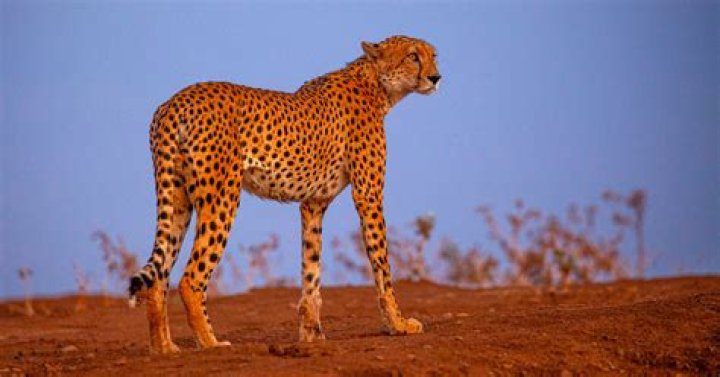 A cheetah travels at a rate of 90 feet per second. The distance d traveled by the cheetah is a func