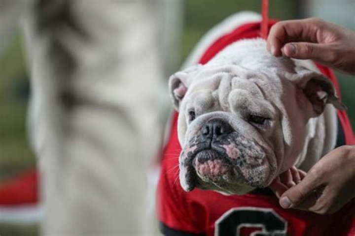 Who is UGA? Meet Georgia's Prized English Bulldog